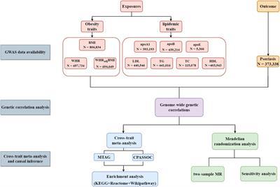 A genome-wide cross-trait analysis identifies shared loci and causal relationships of obesity and lipidemic traits with psoriasis